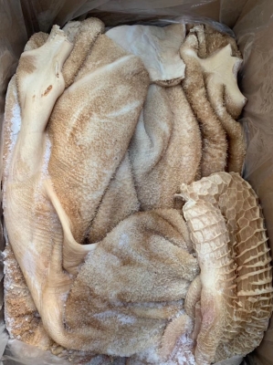 赤峰賣牛頭的電話號(hào)碼查詢是多少-第1張圖片