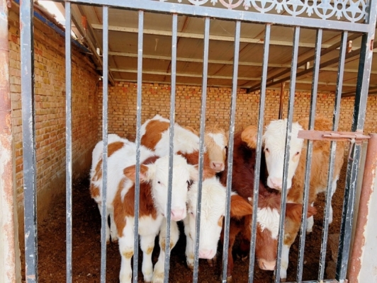 赤峰活牛運(yùn)輸公司電話多少號(hào)-第1張圖片