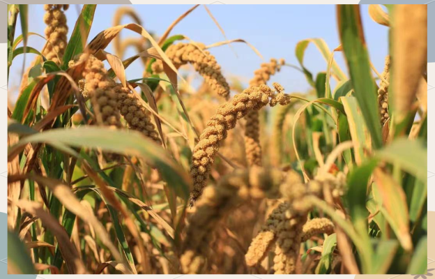 赤峰市劉增小米售后電話號碼-第1張圖片