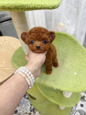 赤峰收貓電話號碼多少號啊-第1張圖片