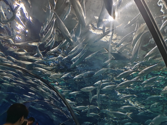 赤峰龍門水族館電話號碼多少-第1張圖片