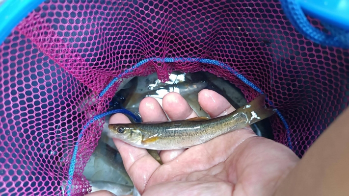 赤峰批發(fā)黑坑柳根魚電話號碼-第1張圖片