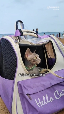 赤峰送水貓購買電話是多少號-第1張圖片