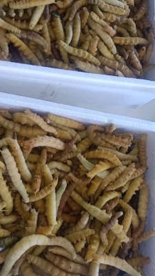 赤峰市蟈蟈售賣店地址電話號碼-第1張圖片