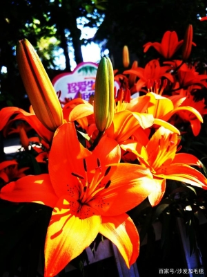 赤峰紅山區(qū)鮮花配送電話號碼-第1張圖片