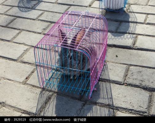 赤峰二手兔子籠子轉(zhuǎn)讓電話(huà)號(hào)碼-第1張圖片