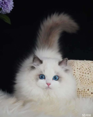 赤峰出售貓崽電話號碼查詢地址-第1張圖片