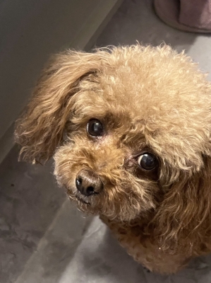 赤峰市尋狗主人電話地址查詢-第1張圖片