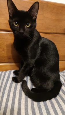 赤峰領(lǐng)養(yǎng)小黑貓電話(huà)號(hào)碼查詢(xún)-第1張圖片