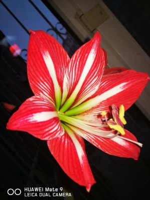 內(nèi)蒙古赤峰送花電話號(hào)碼是多少-第1張圖片