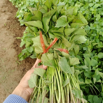 赤峰穆家營(yíng)紅薯基地電話號(hào)碼-第1張圖片