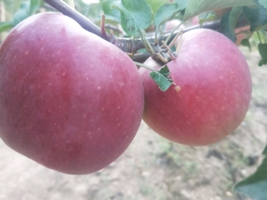 赤峰蘋果基地電話多少號碼-第1張圖片