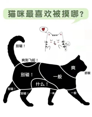 赤峰市送小貓的地方電話號碼-第1張圖片