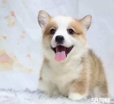 赤峰回收比熊電話多少號-第1張圖片