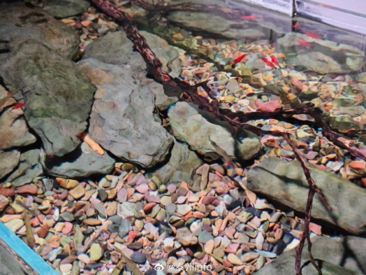 赤峰天虹水族館地址電話號(hào)碼-第1張圖片