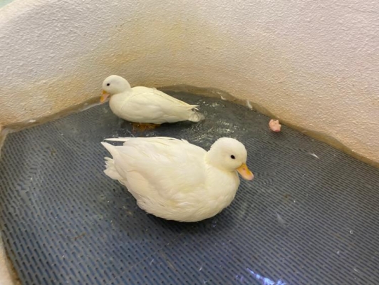 赤峰朝陽動物園電話號碼多少-第1張圖片