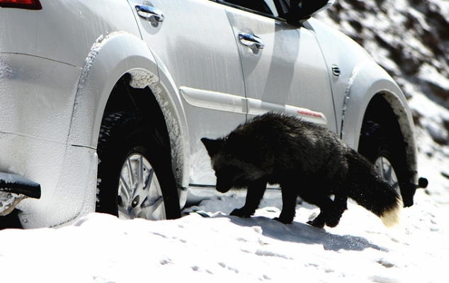 赤峰違法捕獵舉報電話是多少號-第1張圖片