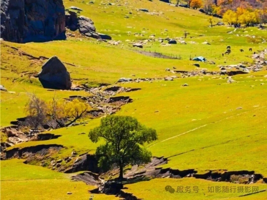 赤峰林西餃子館地址電話號碼-第1張圖片