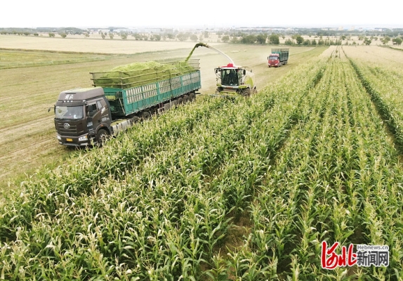 赤峰市收青儲(chǔ)玉米電話號(hào)碼-第1張圖片