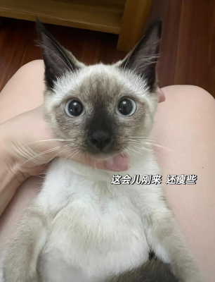 赤峰暹羅貓領(lǐng)養(yǎng)地址電話號(hào)碼-第1張圖片