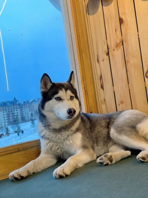 赤峰萬達(dá)萌寵屋電話號(hào)碼-第1張圖片