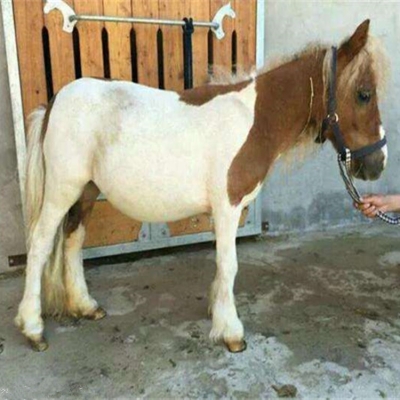 赤峰矮馬養(yǎng)殖廠電話地址查詢-第1張圖片