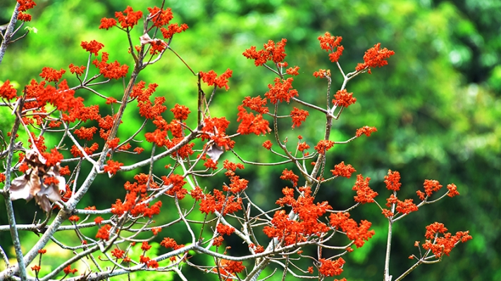 赤峰梧桐花屬于哪個區(qū)-第1張圖片