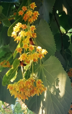 赤峰市松山區(qū)廣電網(wǎng)絡(luò)電話客服電話-第1張圖片