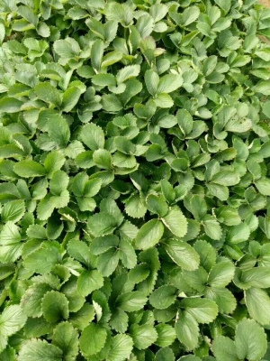 赤峰寵物育苗基地電話多少號-第1張圖片