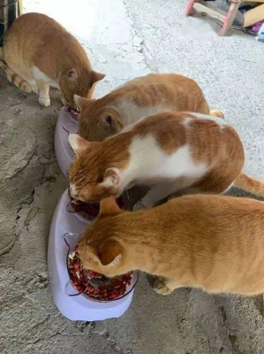 赤峰免費(fèi)領(lǐng)貓糧的地方電話號碼-第1張圖片