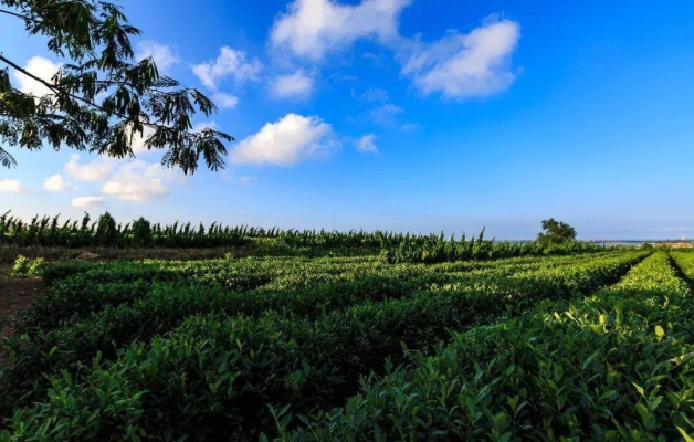 石島赤峰景區(qū)電話號碼查詢是多少-第1張圖片