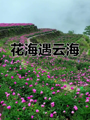 赤峰芍藥花海地址查詢電話號碼-第1張圖片