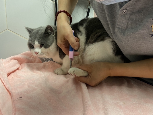 赤峰市夢幻寵物醫(yī)院電話號碼-第1張圖片