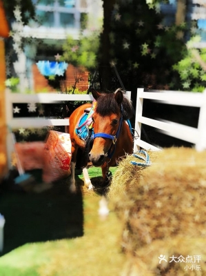 赤峰摩爾城馬術(shù)培訓(xùn)班電話號(hào)碼-第1張圖片