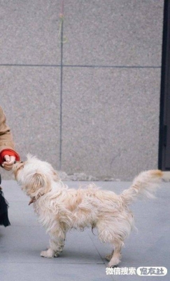 赤峰丟狗同城急救電話號碼查詢-第1張圖片