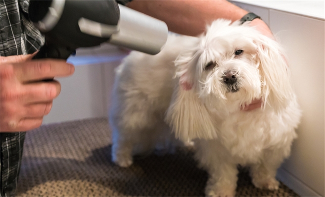 赤峰市大福狗狗店電話號碼-第1張圖片