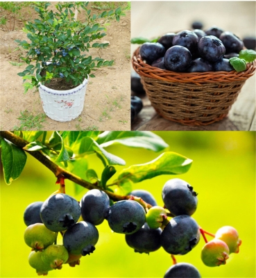 赤峰市葡萄苗售賣(mài)店電話號(hào)碼-第1張圖片