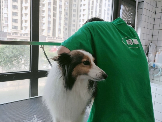 赤峰內(nèi)蒙寵物店電話號碼多少-第1張圖片