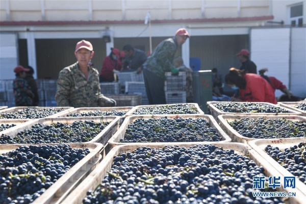 赤峰收葡萄酒電話號碼多少-第1張圖片