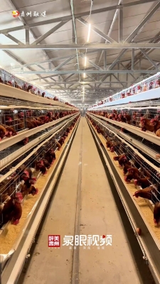 赤峰養(yǎng)雞場聯(lián)系方式-第1張圖片