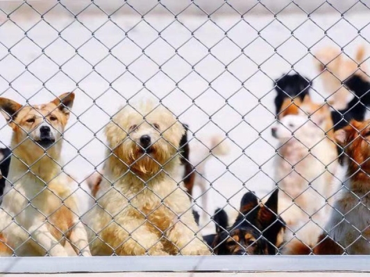 赤峰小狐貍救助站地址電話號碼-第1張圖片