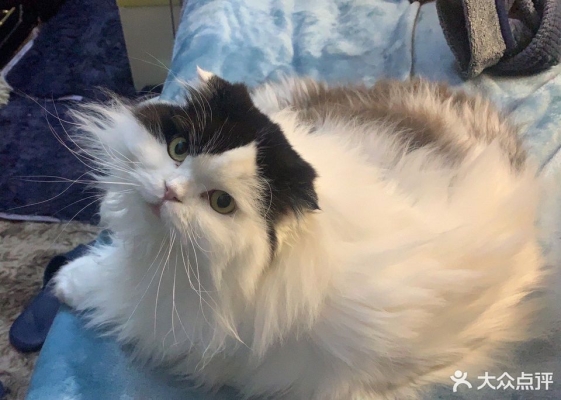 赤峰同裕胡同寵物店電話號碼-第1張圖片