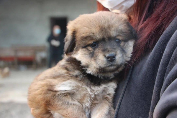 赤峰同城撿狗電話多少號碼-第1張圖片