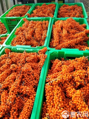 赤峰沙棘果廠家電話多少號(hào)-第1張圖片