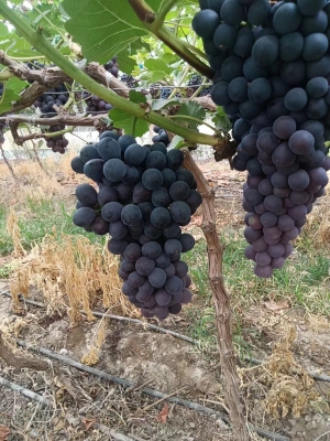 赤峰采摘葡萄園電話多少號-第1張圖片