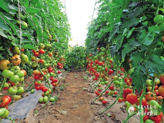 赤峰收購螞蝗廠家電話號碼是多少-第1張圖片