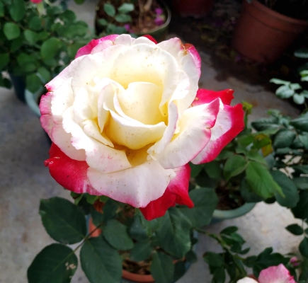 赤峰花圃市場地址查詢電話號碼-第1張圖片