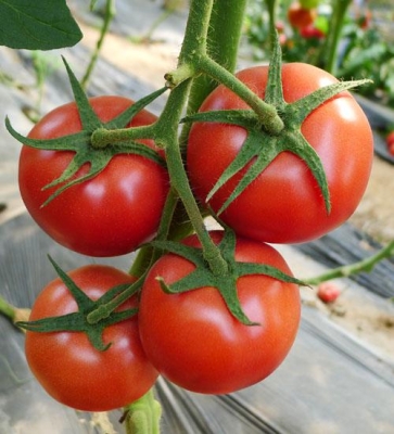 赤峰紅歌種業(yè)招聘信息電話號碼-第1張圖片