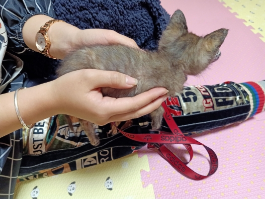 赤峰喵屋咖啡店地址電話號碼-第1張圖片