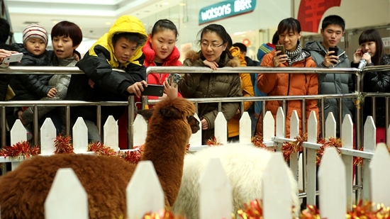 赤峰萬(wàn)達(dá)萌寵店電話號(hào)碼-第1張圖片